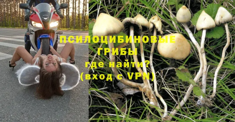 купить закладку  Амурск  Галлюциногенные грибы Magic Shrooms 